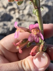 Penstemon bicolor roseus