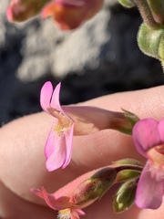 Penstemon bicolor roseus