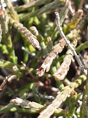 Eutaxia microphylla