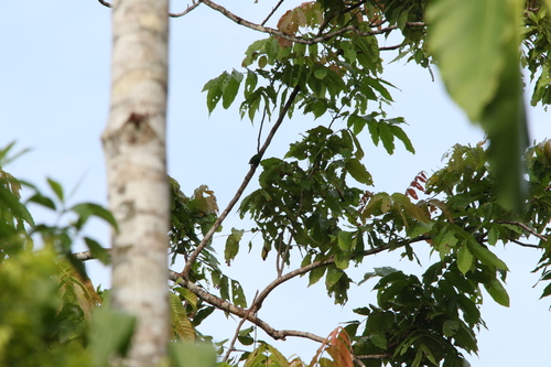 Geelvink Pygmy Parrot (Micropsitta geelvinkiana), photo 2