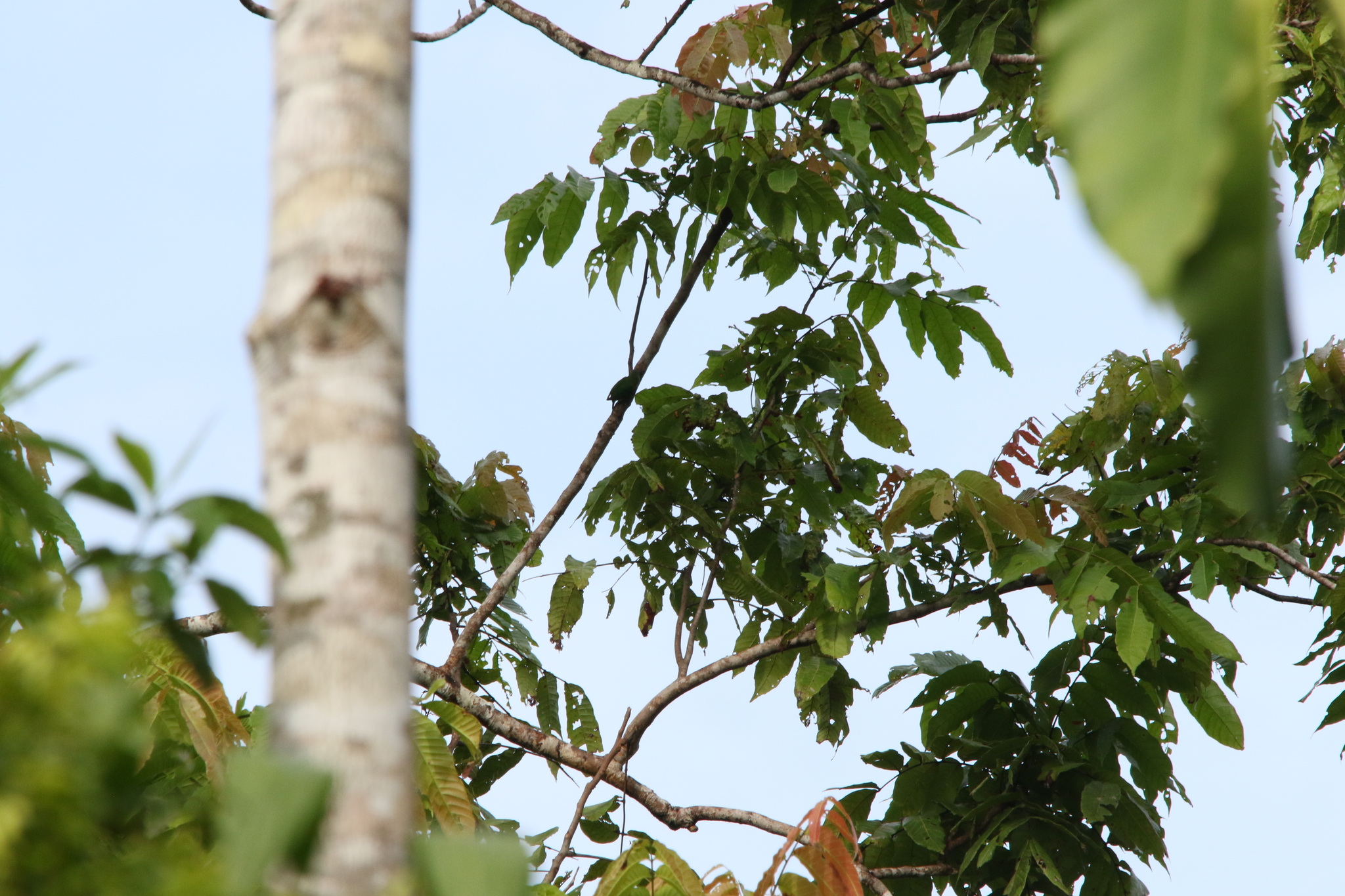 Geelvink Pygmy Parrot (Micropsitta geelvinkiana), photo 2