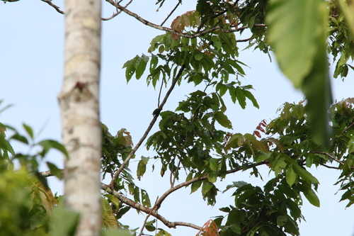 Geelvink Pygmy Parrot (Micropsitta geelvinkiana)