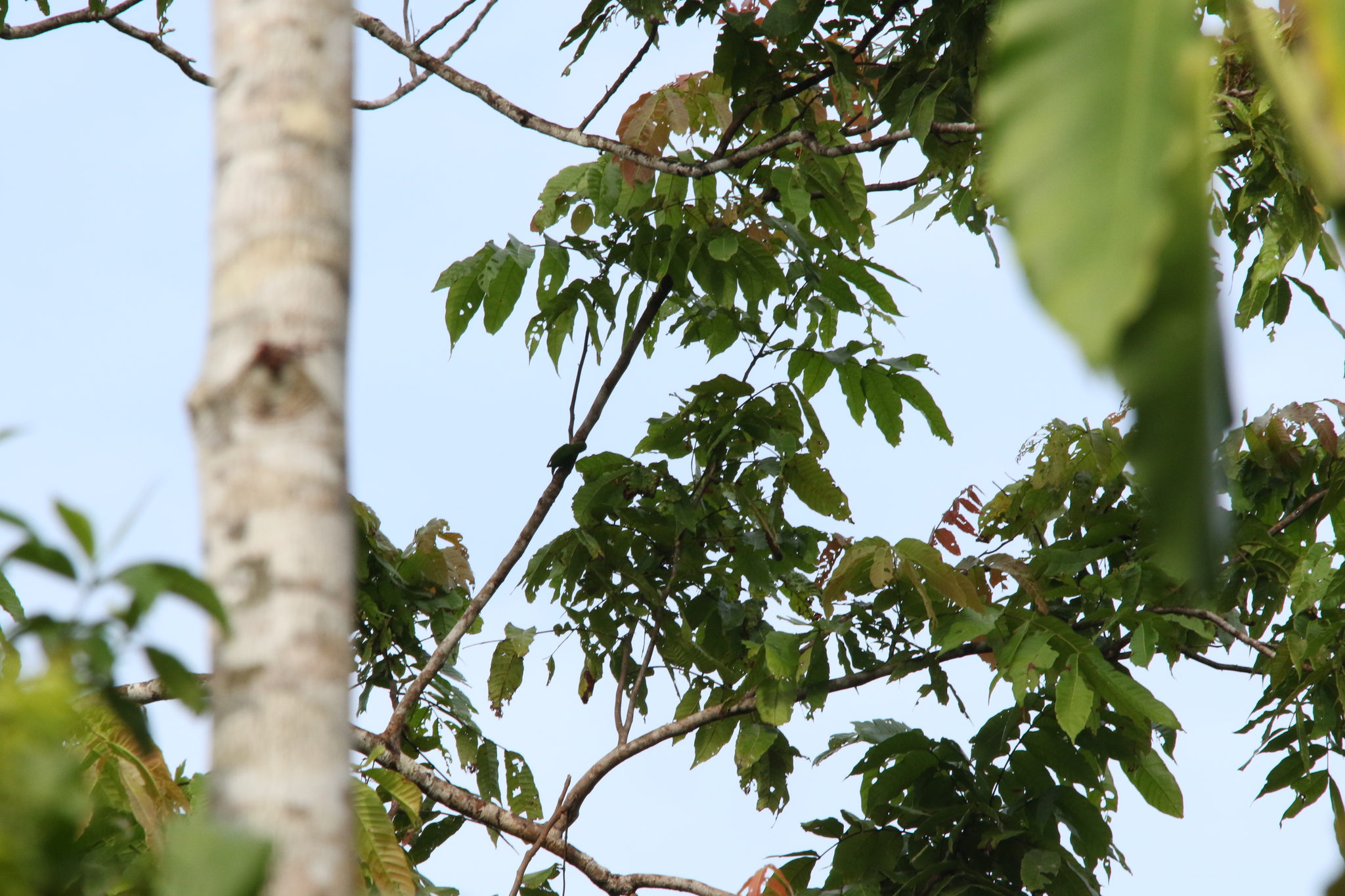 Geelvink Pygmy Parrot (Micropsitta geelvinkiana), photo 3