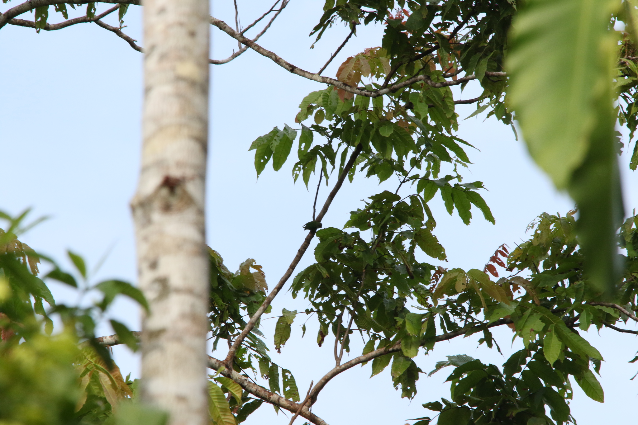 Geelvink Pygmy Parrot (Micropsitta geelvinkiana), photo 4