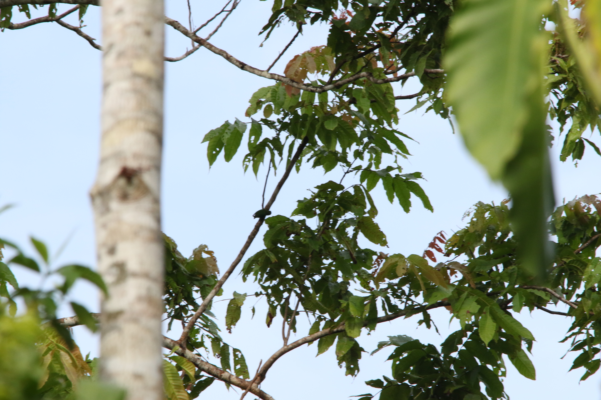 Geelvink Pygmy Parrot (Micropsitta geelvinkiana), photo 5