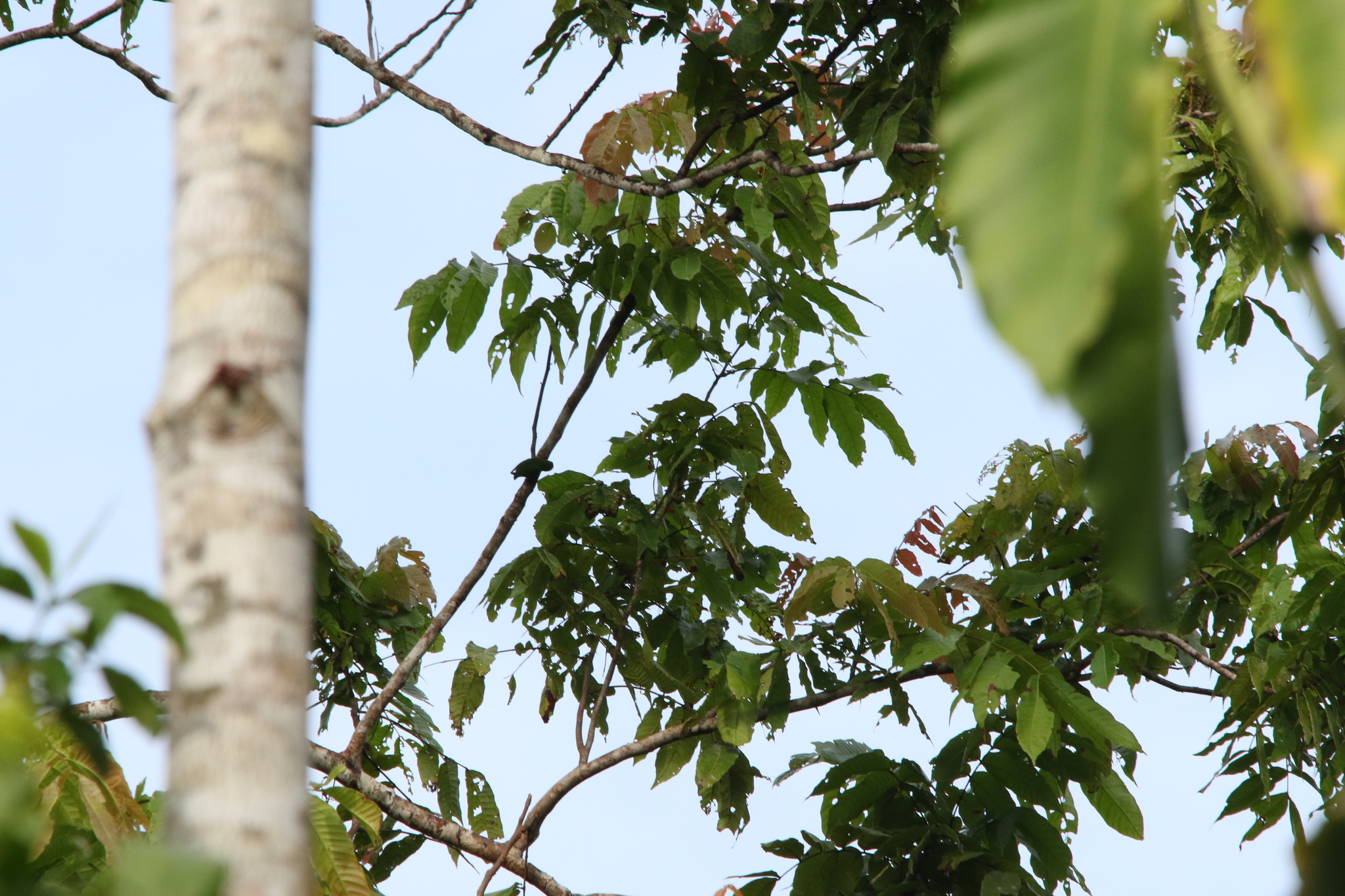 Geelvink Pygmy Parrot (Micropsitta geelvinkiana), photo 6