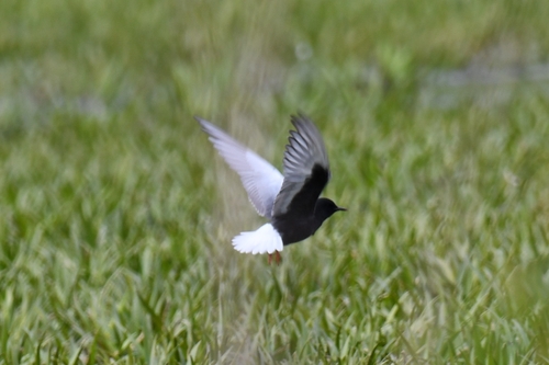 iNaturalist image