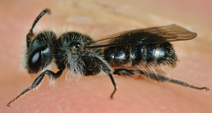 Andrena viridescens