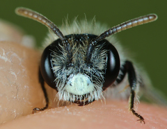 Andrena viridescens