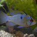 Blue Ram Cichlid - Photo (c) Claudio Maureira, some rights reserved (CC BY-NC-SA), uploaded by Claudio Maureira