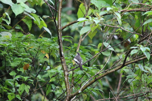 Biak Triller (Lalage leucoptera), photo 4