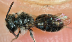 Andrena viridescens