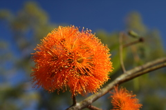 Eucalyptus phoenicea