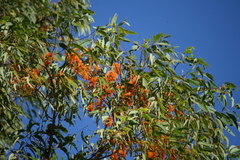 Eucalyptus phoenicea