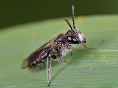 Andrena viridescens