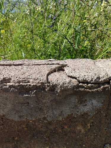 Ophisops elegans centralanatoliae