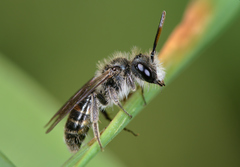 Andrena viridescens