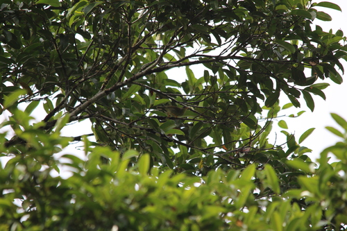 Biak Leaf Warbler (Phylloscopus misoriensis), photo 2