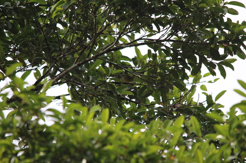 Biak Leaf Warbler (Phylloscopus misoriensis), photo 2