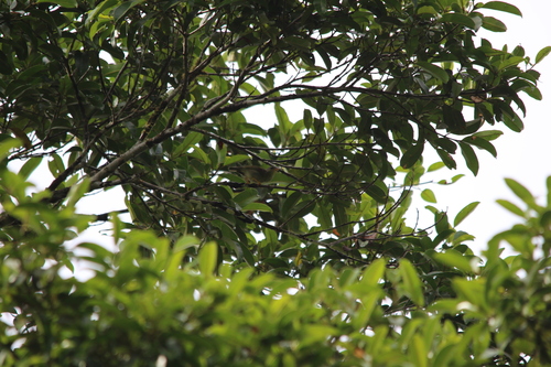 Biak Leaf Warbler (Phylloscopus misoriensis), photo 5