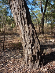 Eucalyptus phoenicea