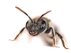 Andrena viridescens