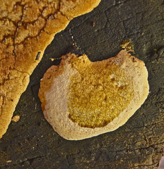 Antrodiella
