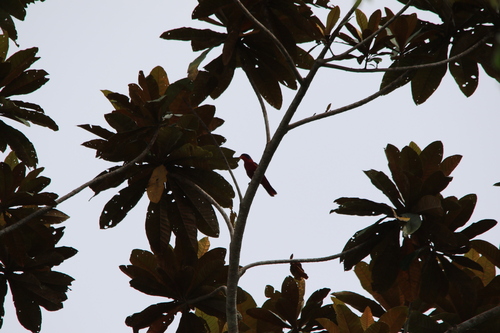Black-winged Lory (Trichoglossus cyanogenius), photo 2