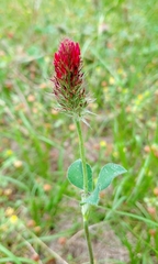 Trifolium incarnatum