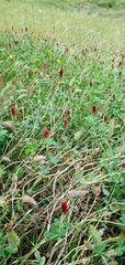 Trifolium incarnatum