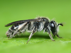 Andrena viridescens