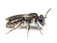Andrena viridescens