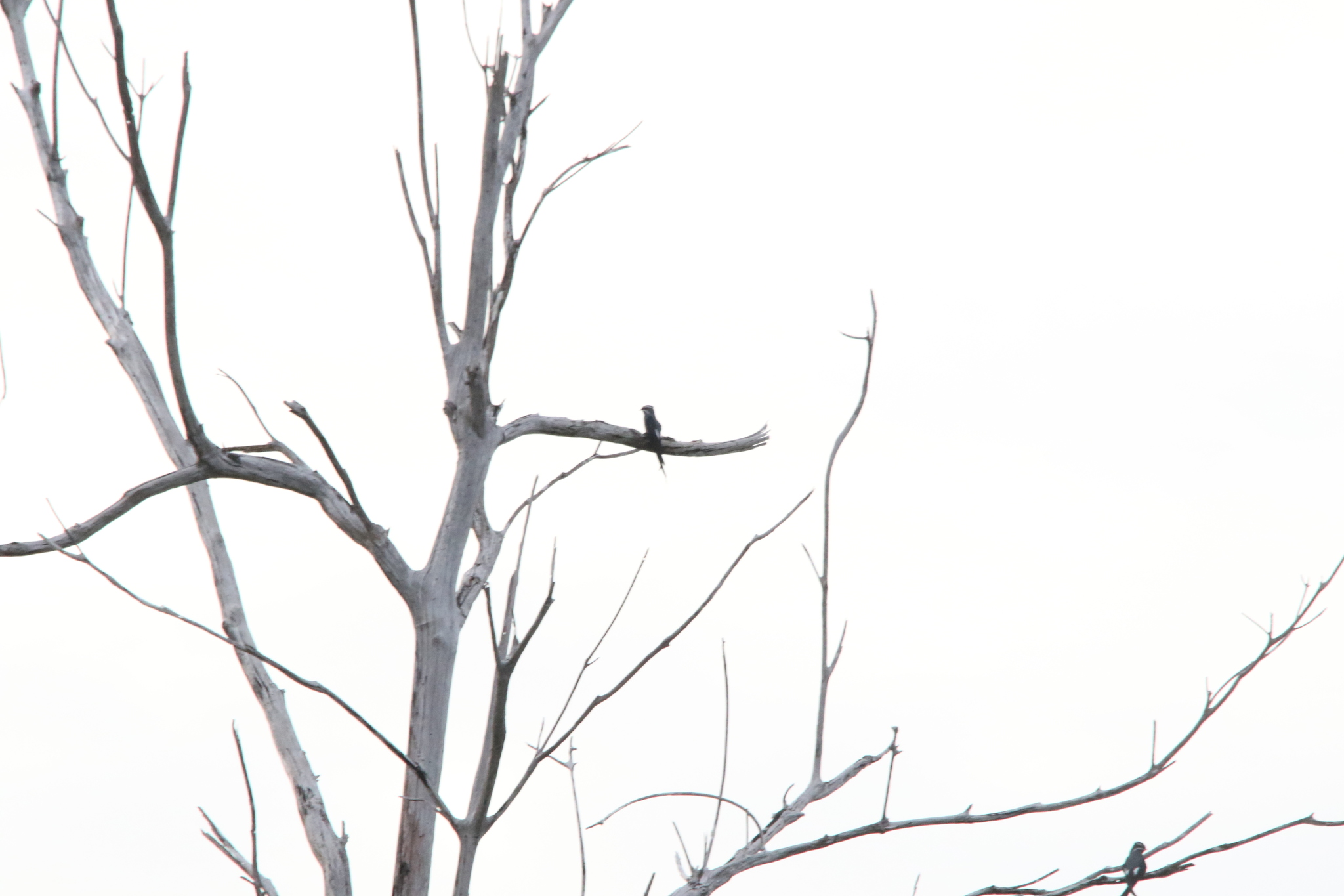 Moustached Treeswift (Hemiprocne mystacea), photo 10