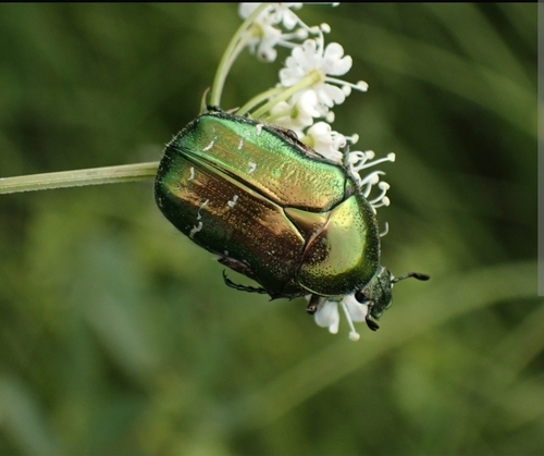 European Rose Chafer