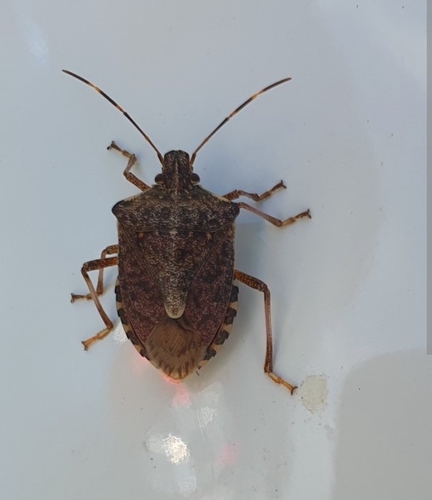 Brown Marmorated Stink Bug