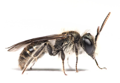Andrena viridescens