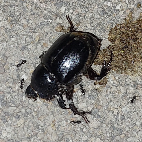 Pentodon algerinus