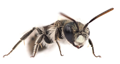 Andrena viridescens