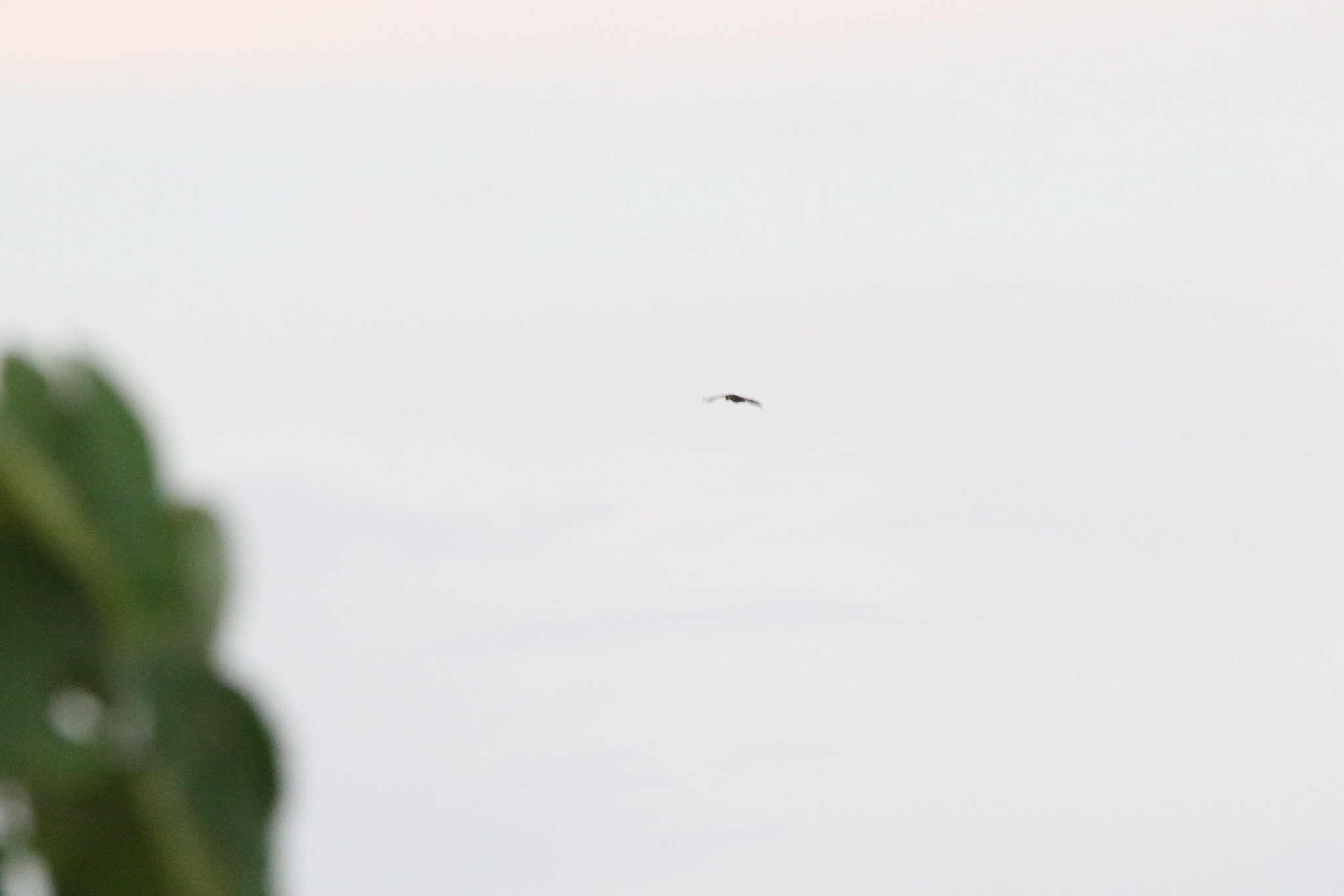 Spotted Whistling Duck (Dendrocygna guttata), photo 9