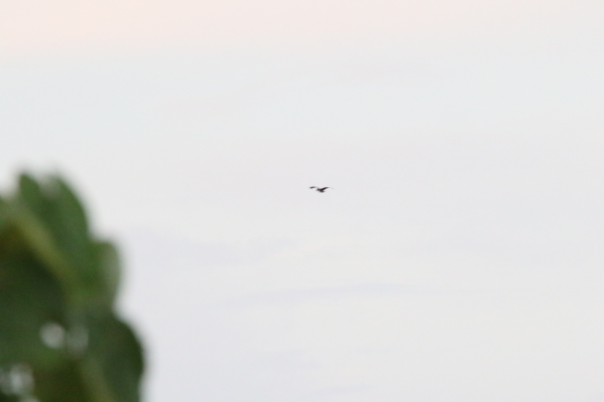 Spotted Whistling Duck (Dendrocygna guttata), photo 10