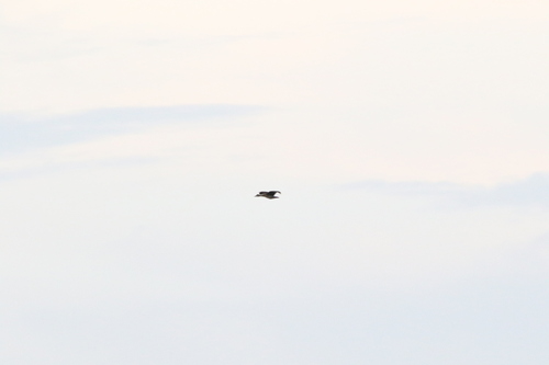 Spotted Whistling Duck (Dendrocygna guttata), photo 4