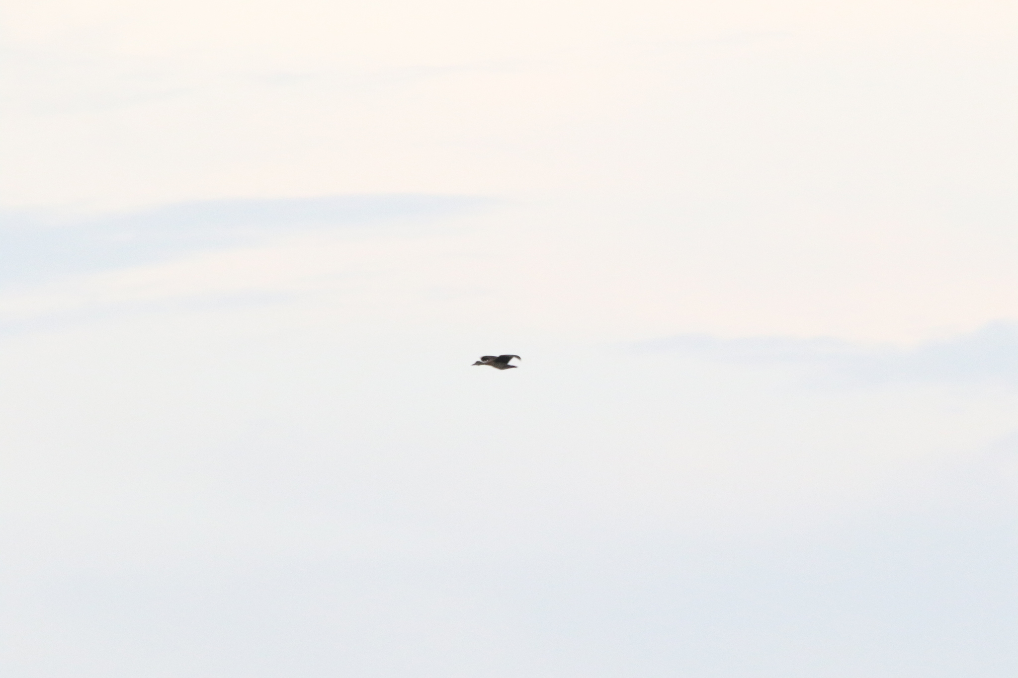 Spotted Whistling Duck (Dendrocygna guttata), photo 8