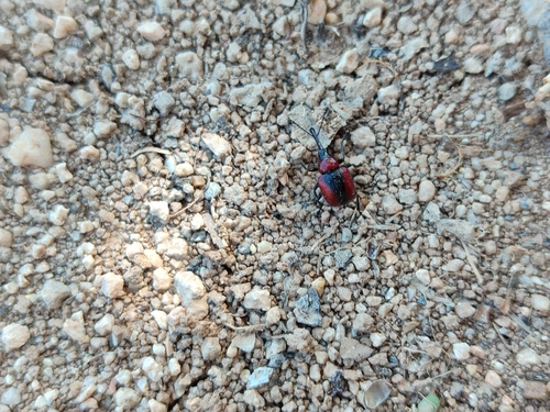 Mecorhis ungarica