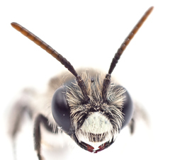 Andrena viridescens