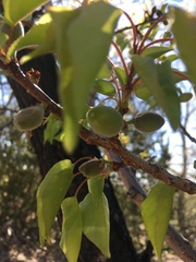 Prunus armeniaca