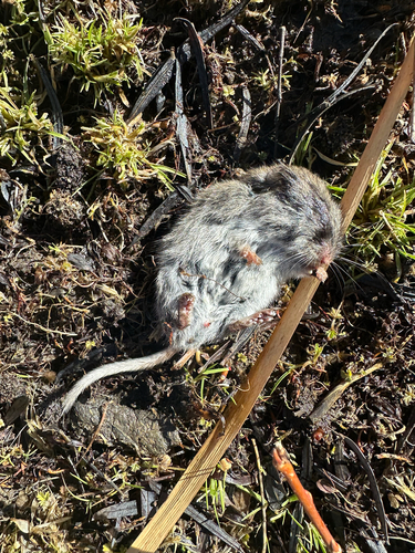 Microtus longicaudus, 2025-01-16