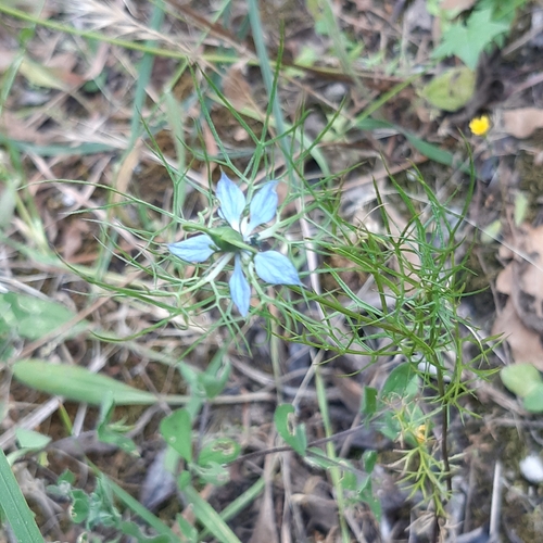 love-in-a-mist