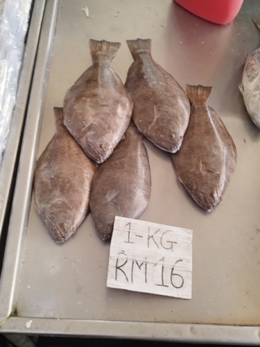 Indian Halibut