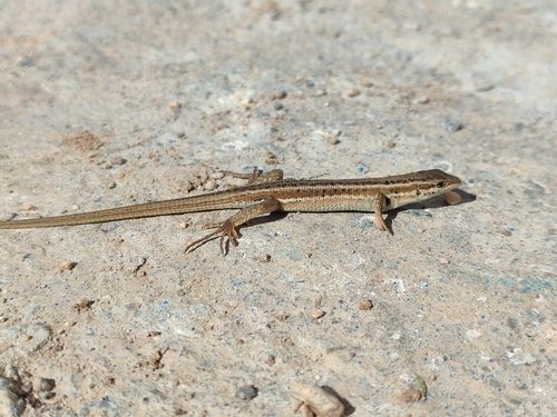 Snake-eyed Lizard