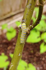 Danaus plexippus